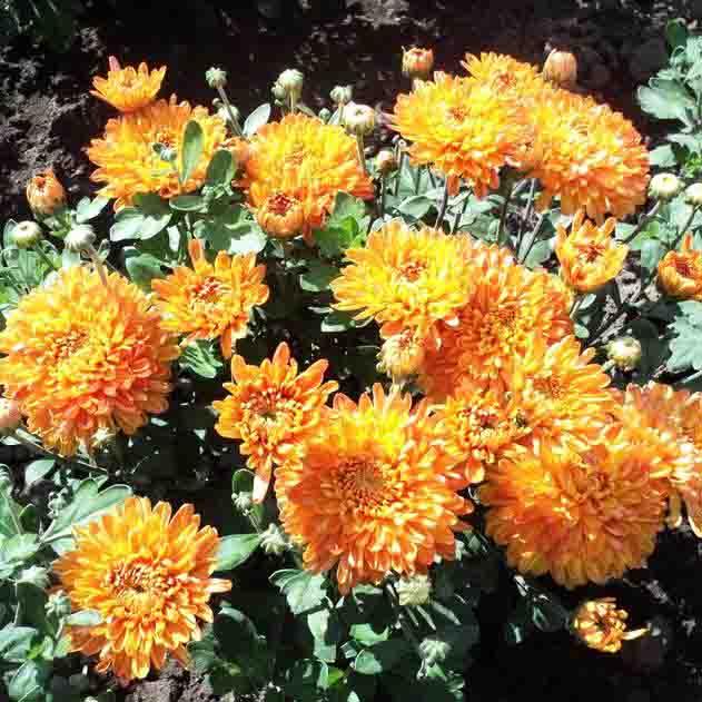 А в саду хризантемы...