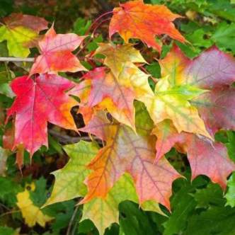 Осенняя подборка