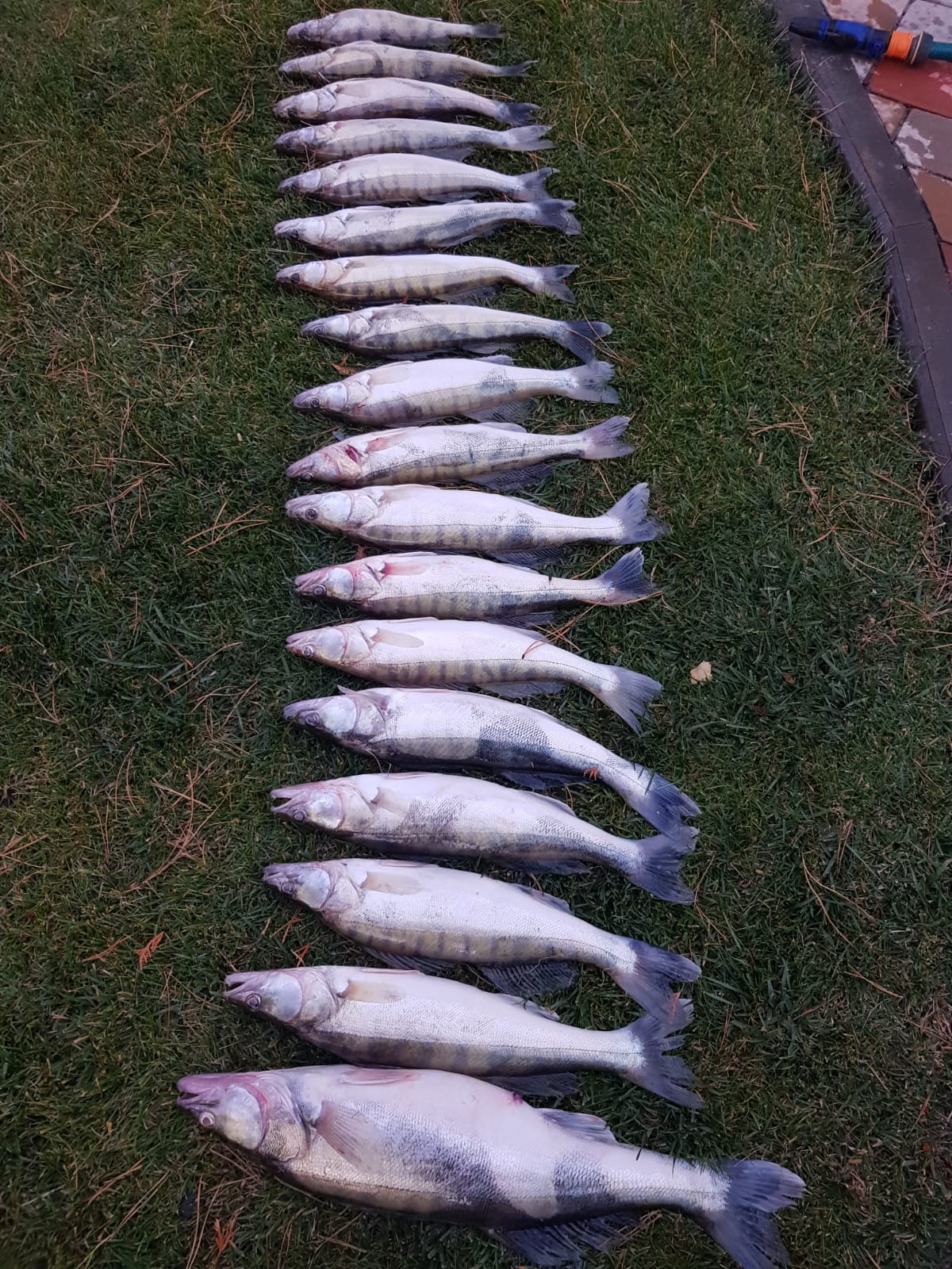 Добрый сосед