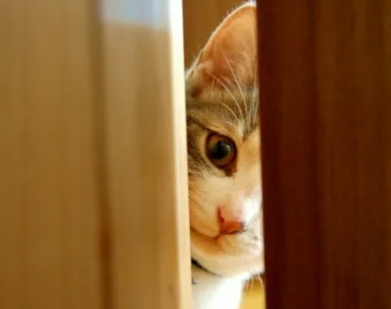 Вас не ждали