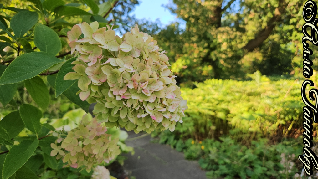 Метельчатая гортензия