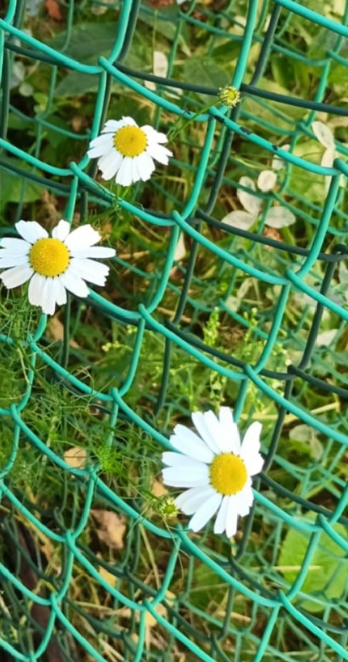 Ромашка белая