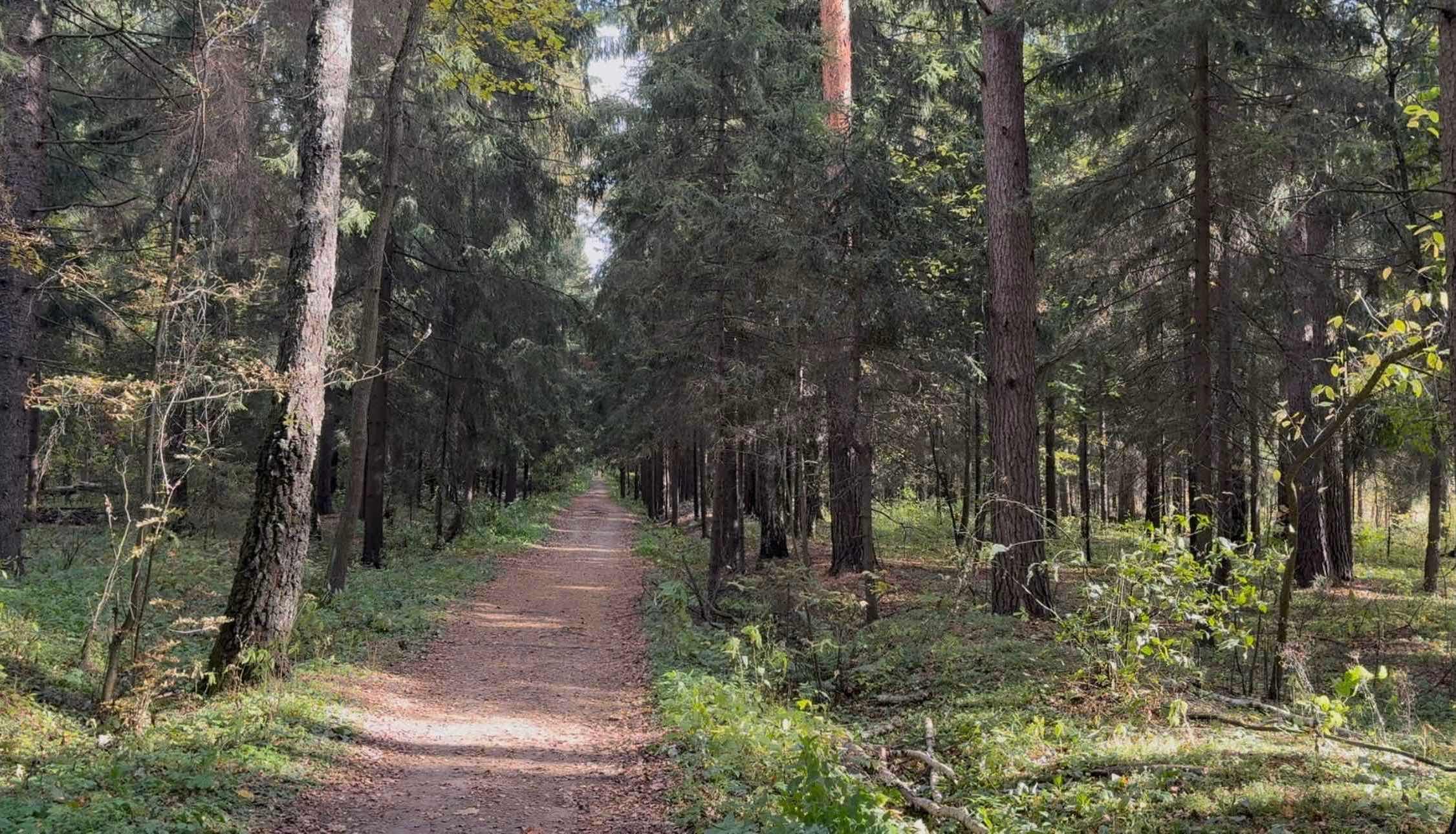 Падают желтые листья