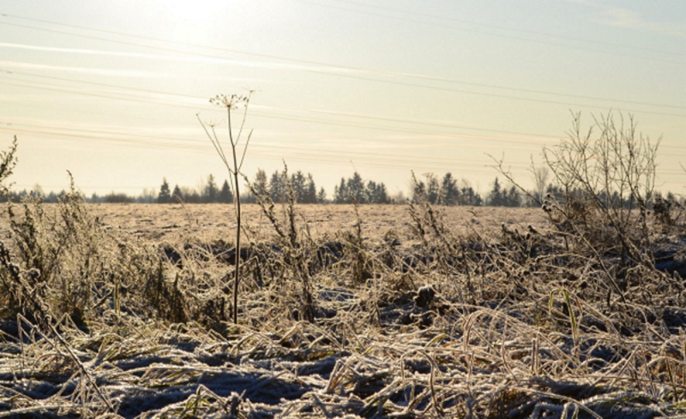 Мотивы осени в поэзии Николая Рубцова