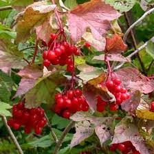 Возвратилось бабье лето