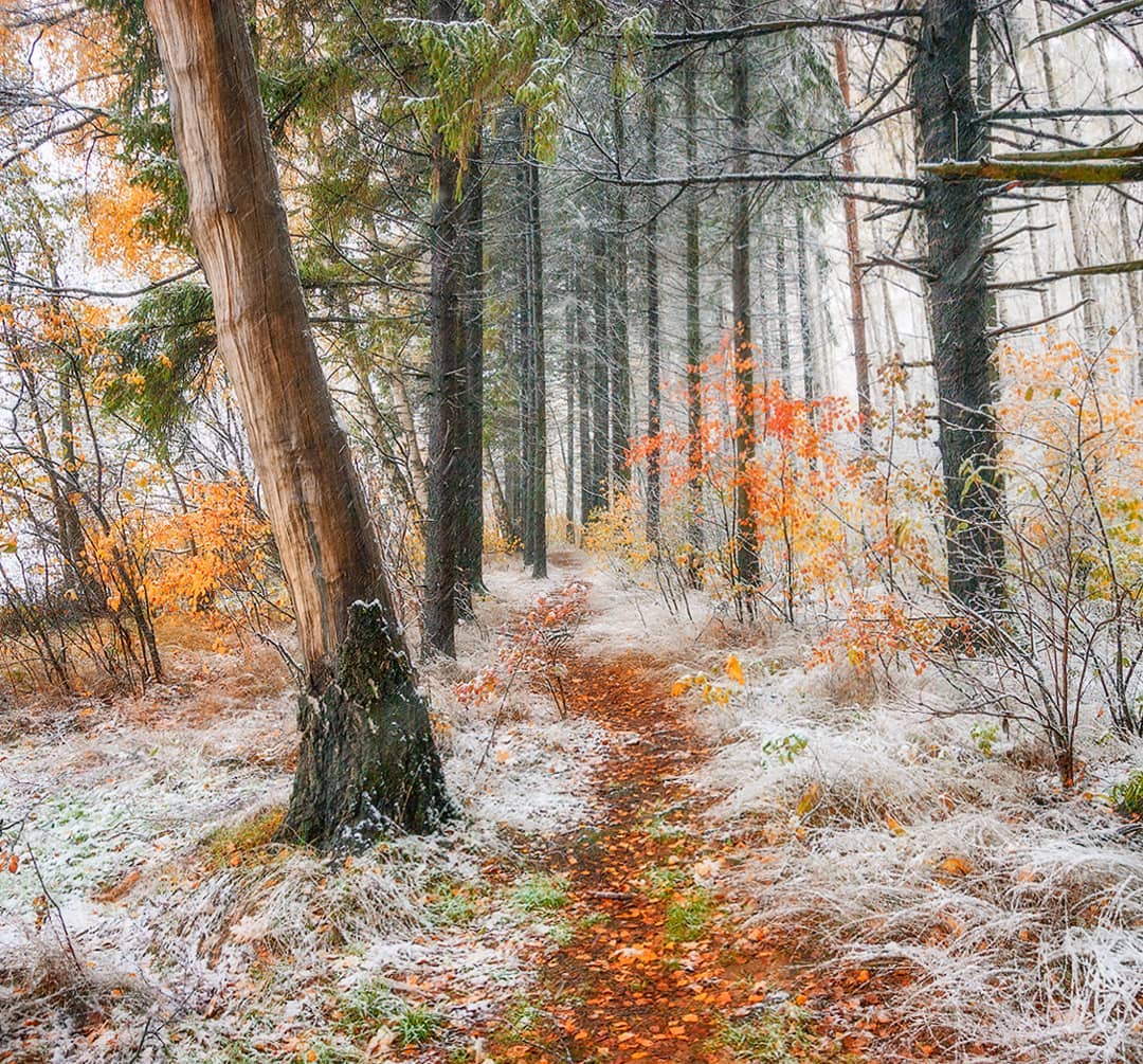 Туманная осень в лесу