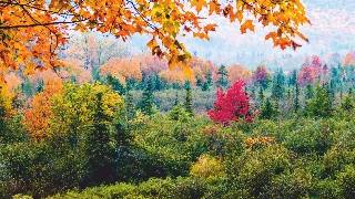 В осенних каштанах