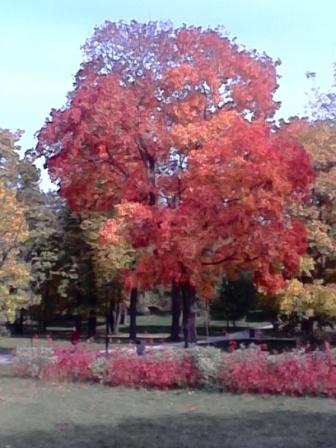 Листопадная пора