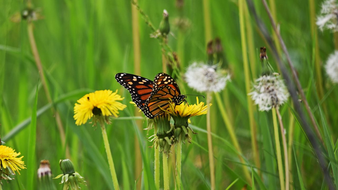 Одуванчик и бабочка