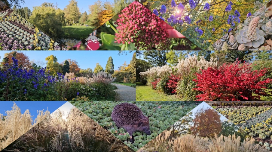 Веерник, аконит, бересклет, заячья капуста