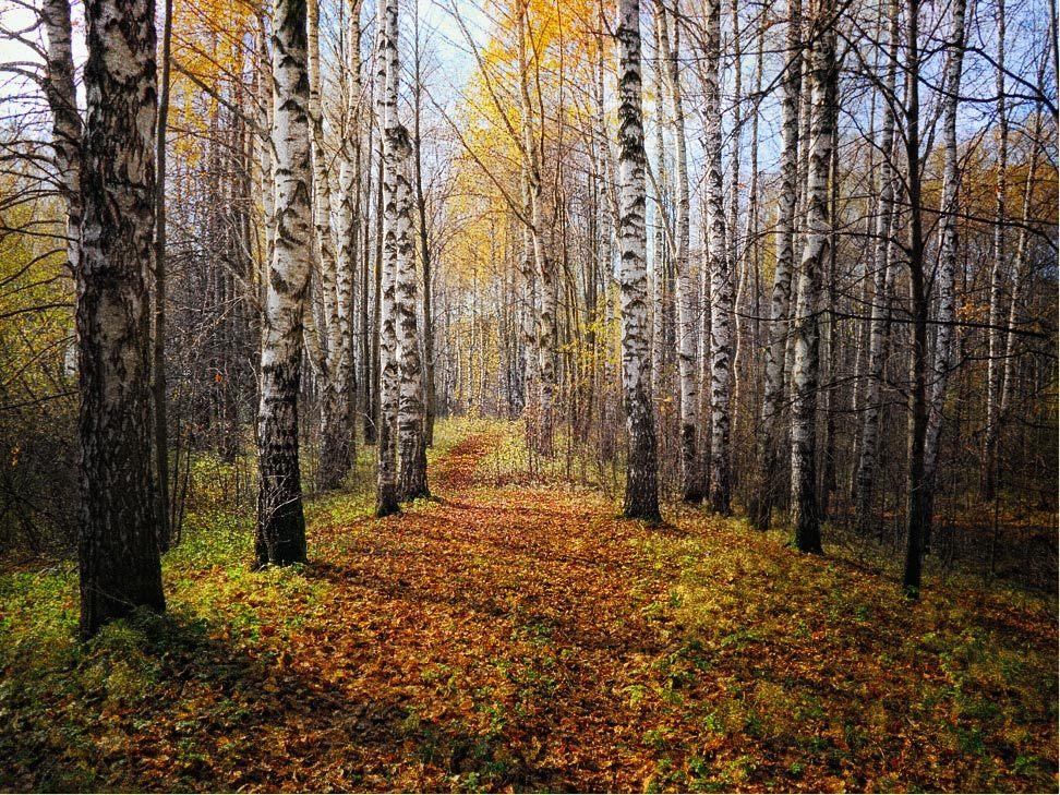 Лесная благодать