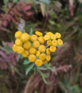 Осенью особое тепло