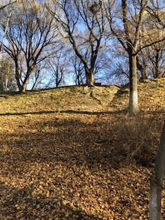 Опавшие листья