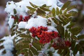 Спит рябина