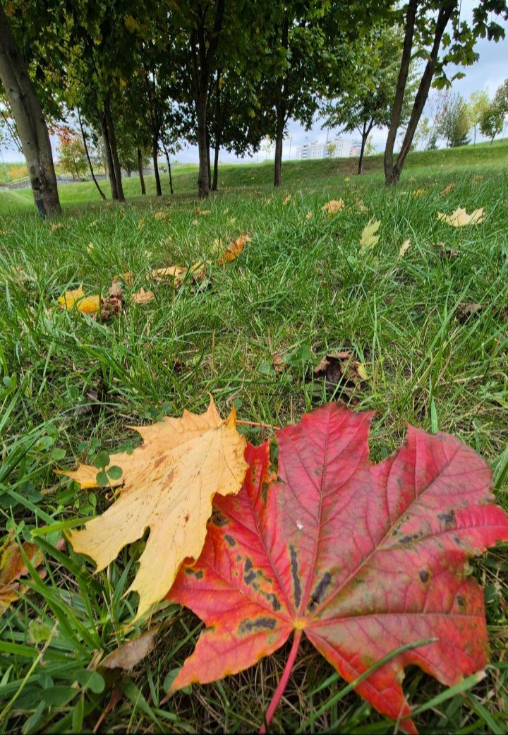 Осеннее фуэте