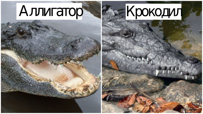 Чем крокодил отличается от аллигатора