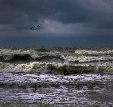 Буревестник свободный