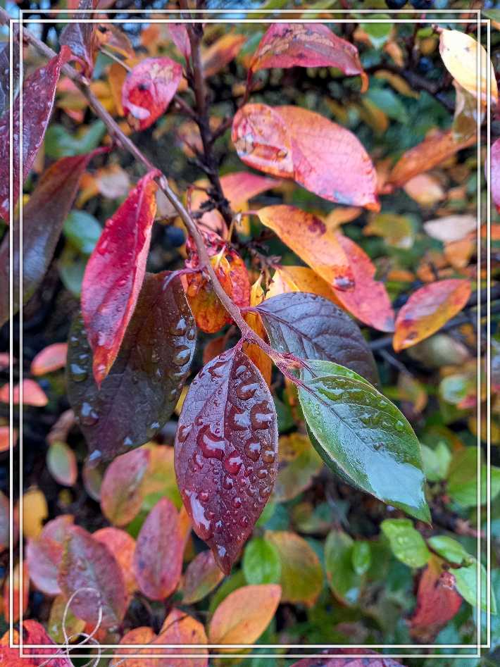 Про осень на ходу. 7. 10. 25