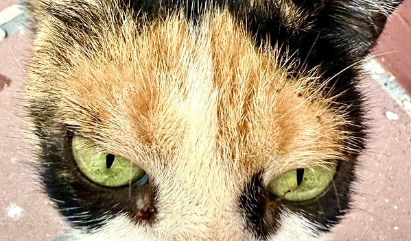 Какой цвет глаз самый красивый?