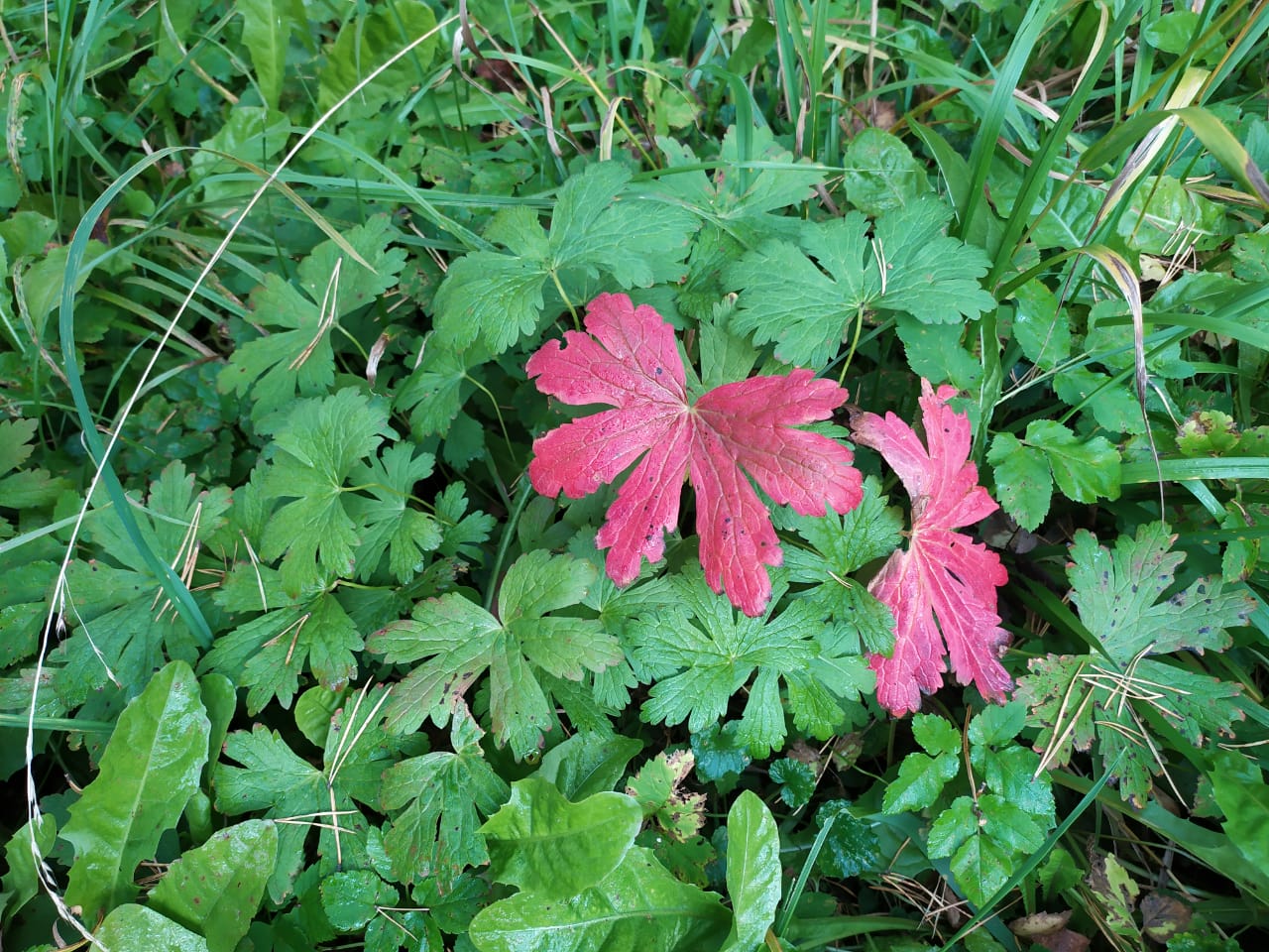 Влюблённые