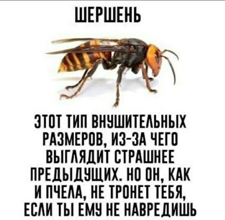 Гул шершня