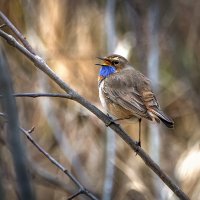 Осенние зарисовки