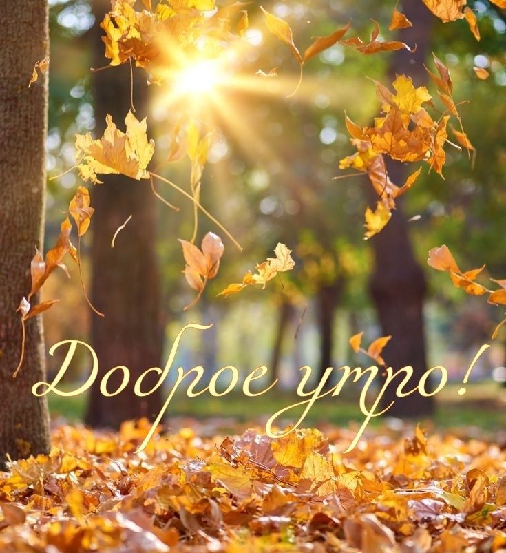 Кленовый лист спустился на ладонь