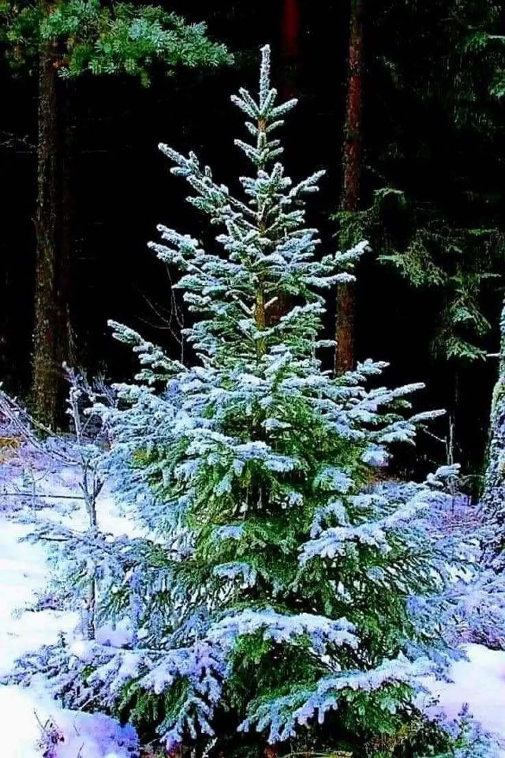 В лес за ёлкой