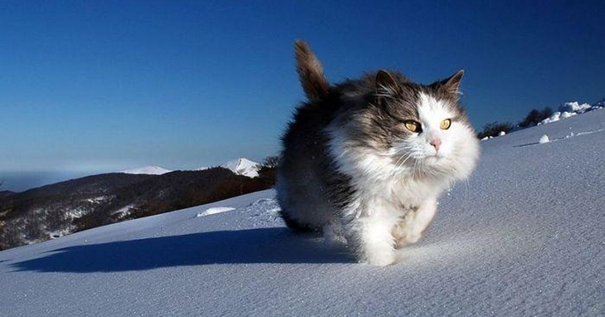 Ну, кошка, так кошка