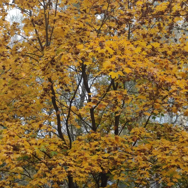 Теперь преобразился в золотое