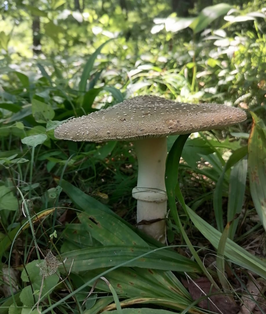 Горечь огорчений... Муххамера КД фи