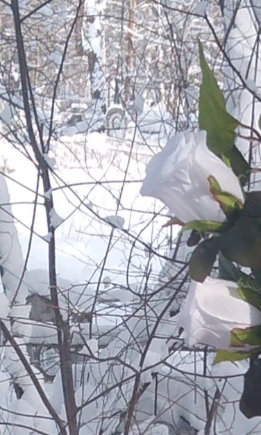 Твой голос в памяти, папа!