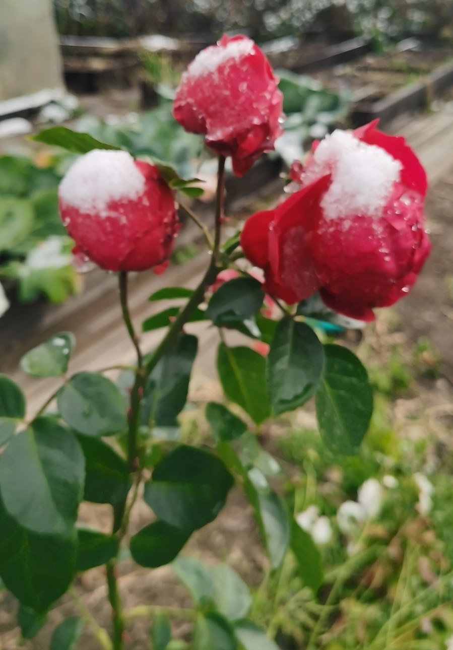 И снова осень за окном