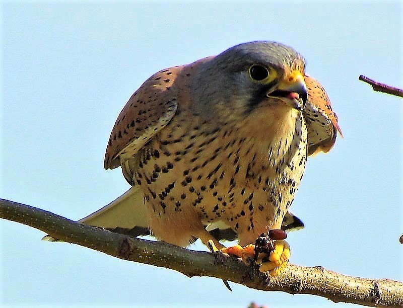 Немецкая пустельга