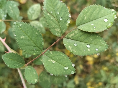Я в стихах как будто в Лесу...