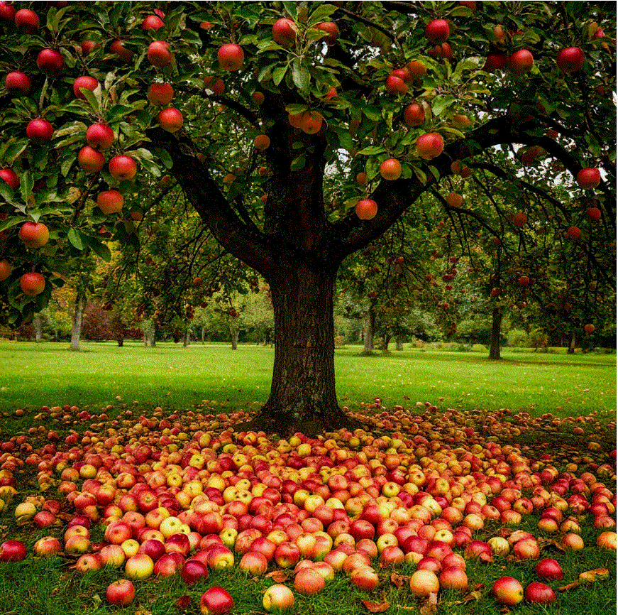 И негде яблоку упасть