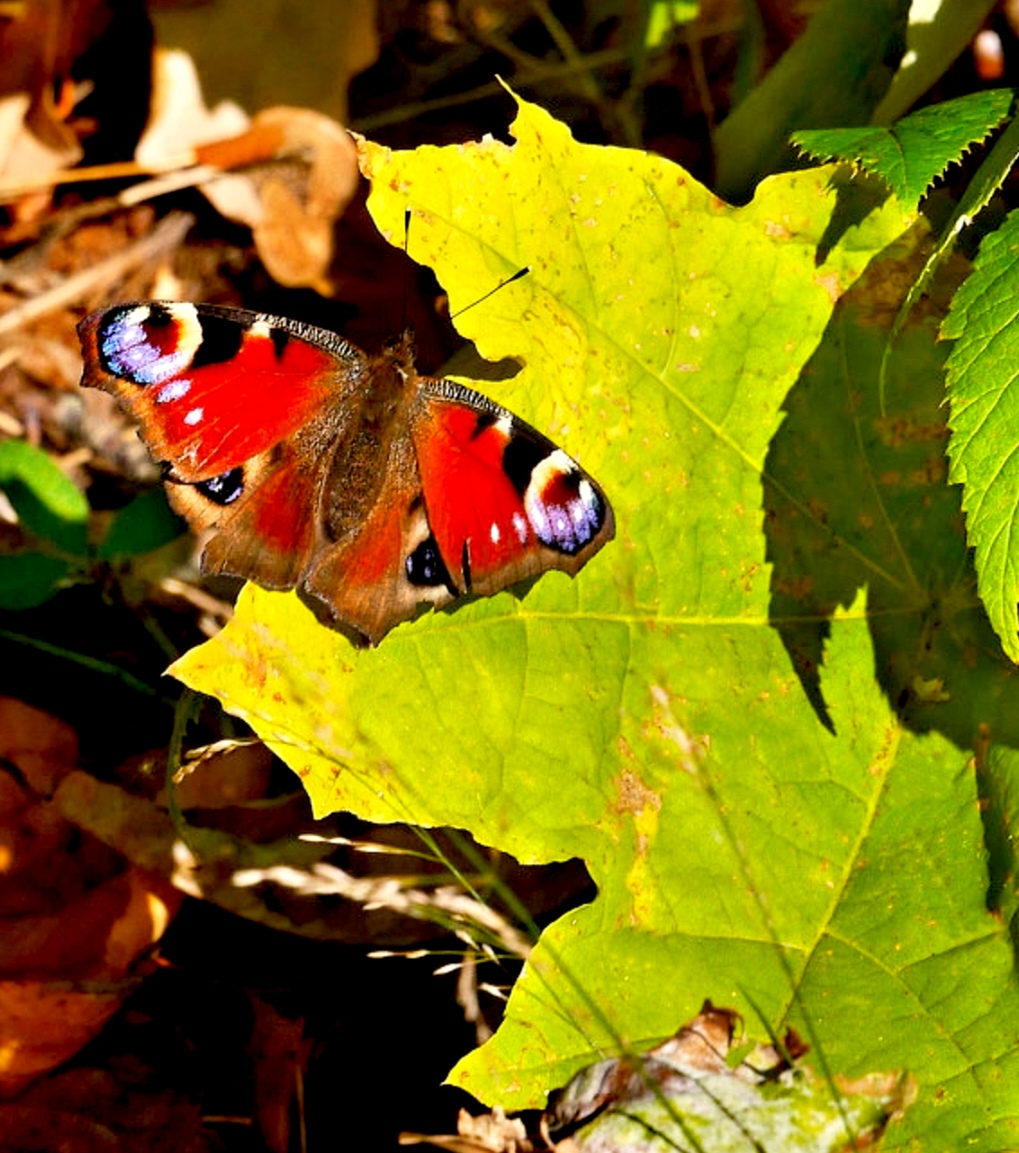 Последняя бабочка