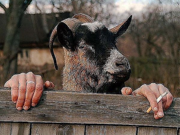 Жила коза, не та, что в сказке...