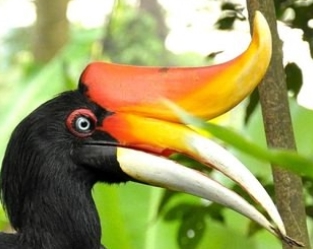 Носорог в облаках