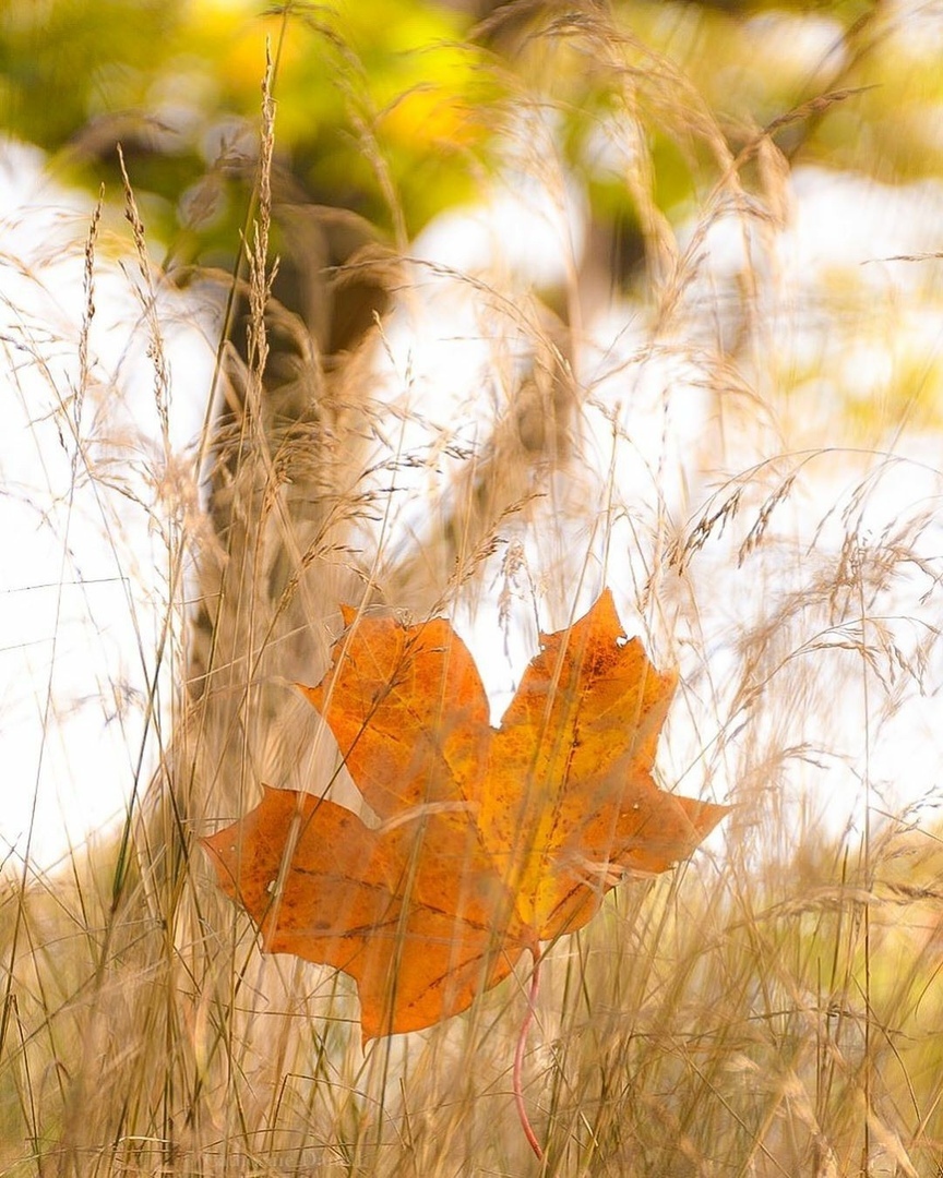 Ветер с осенью гуляет