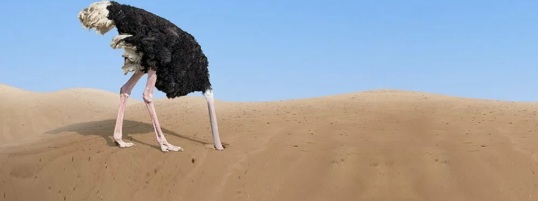 Африканская птица страус
