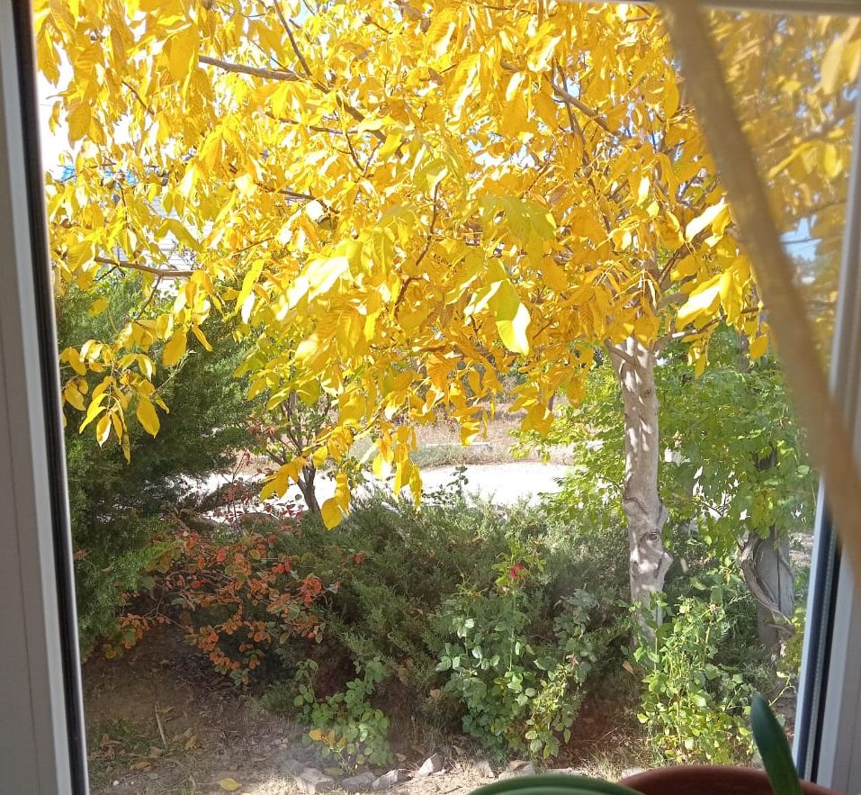 Это золото в окне