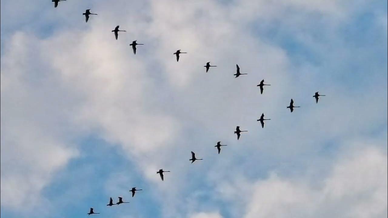 Прощай, крылатый караван