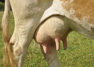 Почему у коровы четыре соска. Надпись под фото