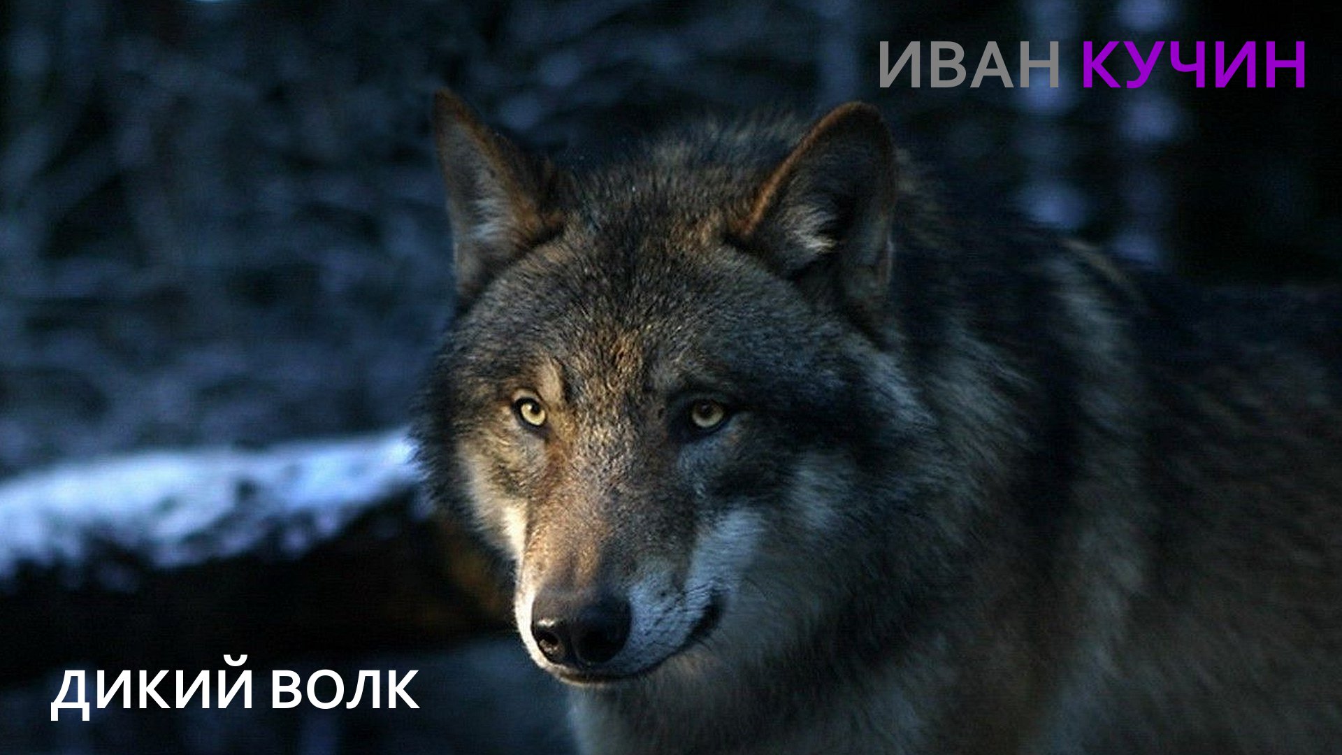 Дикий волк