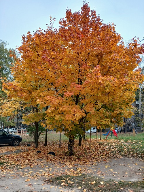 Осенний корабль