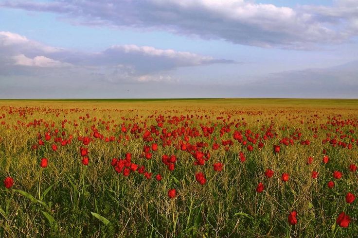 С любовью - к Апанасенковью!