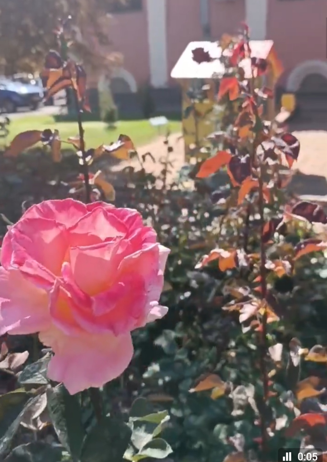 Родная моя сторона