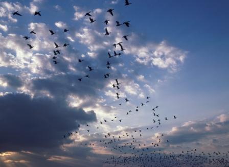 Караваном кружатся птицы...