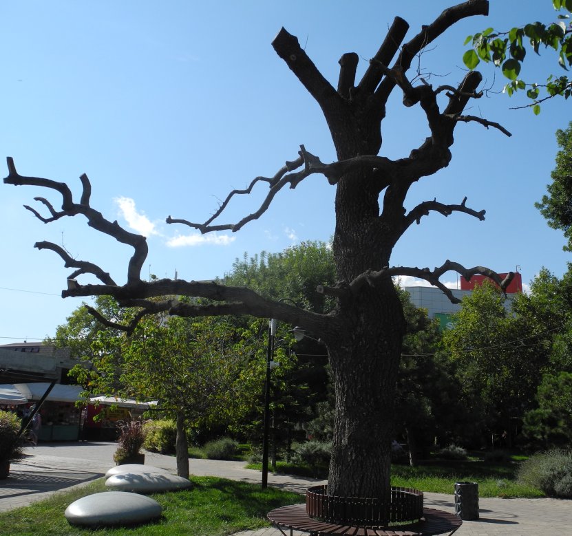 Старый ясень